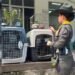 Rescatan 19 animales silvestres que permanecían en cautiverio en una finca de Ambalema