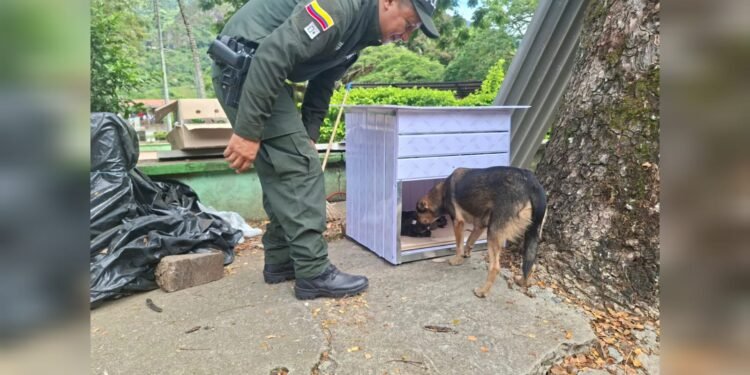 Rescatan a “Saltarina” y a sus seis cachorros en zona rural de Ataco