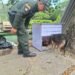 Rescatan a “Saltarina” y a sus seis cachorros en zona rural de Ataco