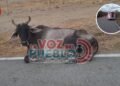 Dos estudiantes que iban al ICFES terminaron en el hospital tras chocar contra una vaca en la via Ortega – Cucuana