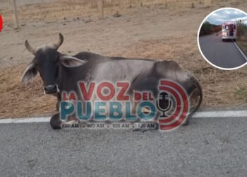 Dos estudiantes que iban al ICFES terminaron en el hospital tras chocar contra una vaca en la via Ortega – Cucuana