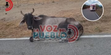 Dos estudiantes que iban al ICFES terminaron en el hospital tras chocar contra una vaca en la via Ortega – Cucuana