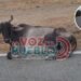 Dos estudiantes que iban al ICFES terminaron en el hospital tras chocar contra una vaca en la via Ortega – Cucuana