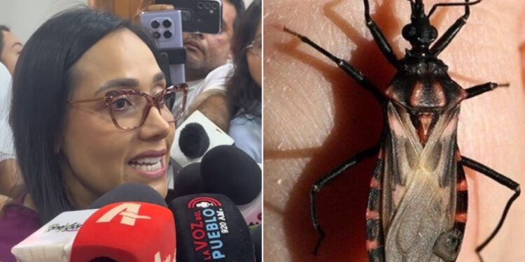 Coyaima, a un paso de hacer historia: será el primer municipio del Tolima libre del ‘pito’ transmisor del Chagas