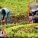 “Los campesinos estaban inconformes”: alcaldesa de Murillo cuestiona la socialización de las APPA
