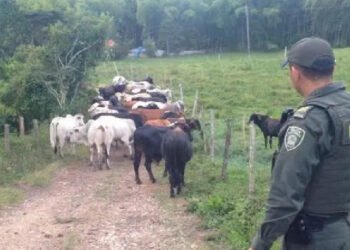Comité de Ganaderos del Tolima advierte subregistro en denuncias por abigeato