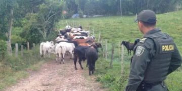 Comité de Ganaderos del Tolima advierte subregistro en denuncias por abigeato