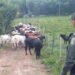 Comité de Ganaderos del Tolima advierte subregistro en denuncias por abigeato
