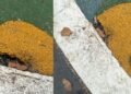 Reportan actos de vandalismo y robo en el Parque Centenario de Ibagué