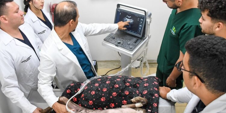 Medicina Veterinaria y Zootecnia de la Universidad Cooperativa de Colombia campus Ibagué obtiene la Acreditación en Alta Calidad