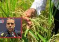 Piden medidas urgentes ante caída de precios y llegada de arroz importado al Tolima