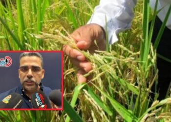 Piden medidas urgentes ante caída de precios y llegada de arroz importado al Tolima