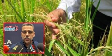 Piden medidas urgentes ante caída de precios y llegada de arroz importado al Tolima