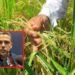 Piden medidas urgentes ante caída de precios y llegada de arroz importado al Tolima