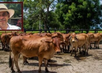 Ganaderos del Tolima piden fortalecer el almacenamiento de agua ante aumento de temperaturas