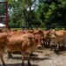 Ganaderos del Tolima piden fortalecer el almacenamiento de agua ante aumento de temperaturas