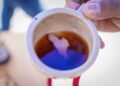 Alcalde de Chaparral invita a participar en la Feria Internacional del Café