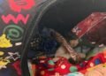Rescatista de animales solicita apoyo para cerrar su predio y proteger a los gatos que tiene bajo su cuidado