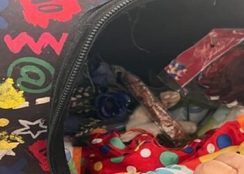 Rescatista de animales solicita apoyo para cerrar su predio y proteger a los gatos que tiene bajo su cuidado