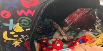 Rescatista de animales solicita apoyo para cerrar su predio y proteger a los gatos que tiene bajo su cuidado