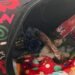 Rescatista de animales solicita apoyo para cerrar su predio y proteger a los gatos que tiene bajo su cuidado