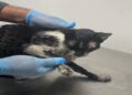 Gato rescatado durante incendio en El Salado recibe atención en el CAPA