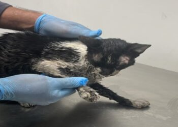 Gato rescatado durante incendio en El Salado recibe atención en el CAPA