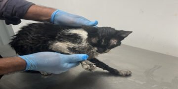 Gato rescatado durante incendio en El Salado recibe atención en el CAPA