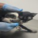 Gato rescatado durante incendio en El Salado recibe atención en el CAPA