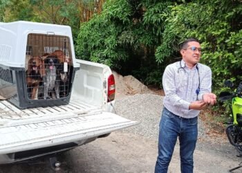 En el barrio Topacio rescataron cinco perros que estaban en deficientes condiciones
