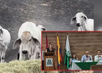 “El Tolima nos necesita más que nunca”: Gobernadora pide a Fedearroz maquinaria y transporte para salvar al ganado