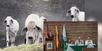 “El Tolima nos necesita más que nunca”: Gobernadora pide a Fedearroz maquinaria y transporte para salvar al ganado
