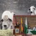 “El Tolima nos necesita más que nunca”: Gobernadora pide a Fedearroz maquinaria y transporte para salvar al ganado