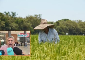 “El arroz ya no da ni para cubrir los gastos”: alcalde de Purificación pide rescate urgente del sector