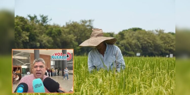“El arroz ya no da ni para cubrir los gastos”: alcalde de Purificación pide rescate urgente del sector