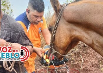 Cortolima reporta solo cinco animales afectados y pide a la comunidad activar protocolos de atención