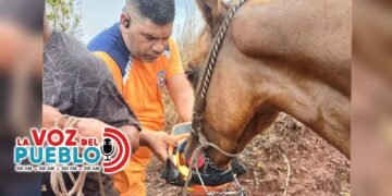 Cortolima reporta solo cinco animales afectados y pide a la comunidad activar protocolos de atención