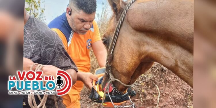 Cortolima reporta solo cinco animales afectados y pide a la comunidad activar protocolos de atención