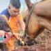 Cortolima reporta solo cinco animales afectados y pide a la comunidad activar protocolos de atención