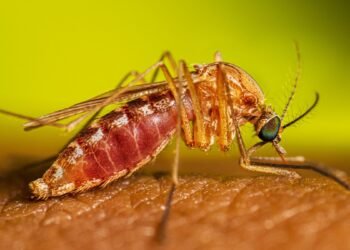 Altas temperaturas pueden traer aumento de mosquitos que transmiten el dengue 