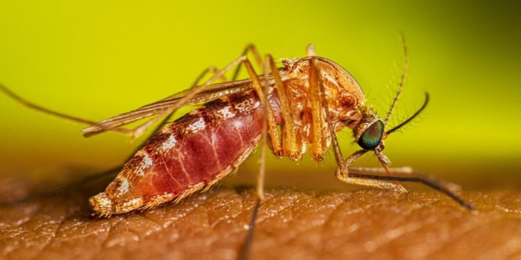 Altas temperaturas pueden traer aumento de mosquitos que transmiten el dengue