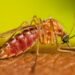 Altas temperaturas pueden traer aumento de mosquitos que transmiten el dengue 