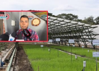 Falta de lluvias pone en jaque cultivos de arroz en la zona baja de Ibagué