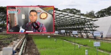 Falta de lluvias pone en jaque cultivos de arroz en la zona baja de Ibagué