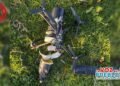 Dron bomba estuvo a punto de caer sobre Puerto Saldaña, Rioblanco: soldados lo hicieron explotar en el aire