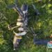 Dron bomba estuvo a punto de caer sobre Puerto Saldaña, Rioblanco: soldados lo hicieron explotar en el aire