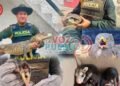 ¡Rescate de película! Policía recuperó 13 animales silvestres que estaban en peligro en Ibagué y Alvarado