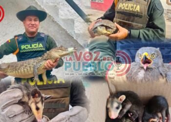 ¡Rescate de película! Policía recuperó 13 animales silvestres que estaban en peligro en Ibagué y Alvarado