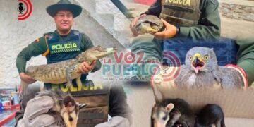 ¡Rescate de película! Policía recuperó 13 animales silvestres que estaban en peligro en Ibagué y Alvarado