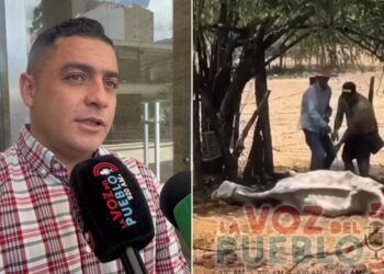 Más de 100 reses muertas y ganaderos vendiendo a pérdida por golpe de calor en Valle de San Juan
